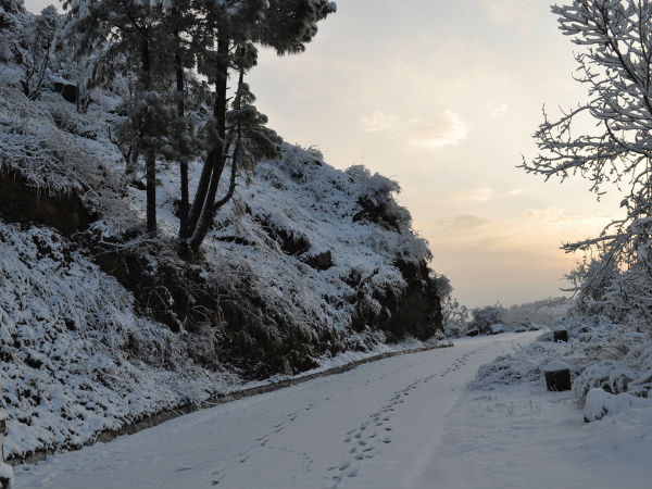 Shoghi Shoghi