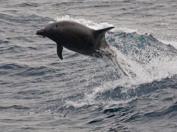India's best dolphins destinations India's best dolphins destinations