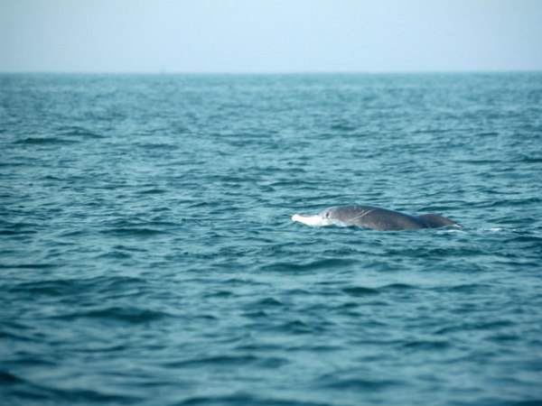India's best dolphins destinations India's best dolphins destinations