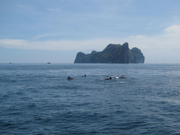 India's best dolphins destinations India's best dolphins destinations