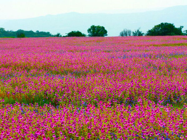 Kaas Plateau Kaas Plateau
