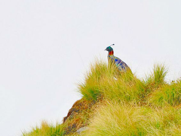 Monalbird at Rudranath Temple Monalbird at Rudranath Temple