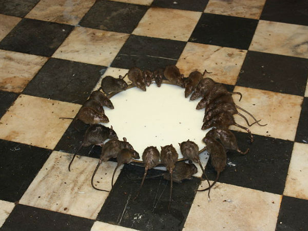 करणी माता मंदिर
