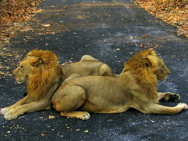 मुम्बई का संजय गाँधी नेशनल पार्क