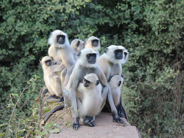 सरिस्का बाघ अभ्यारण्य में आप क्या-क्या देख सकते हैं?