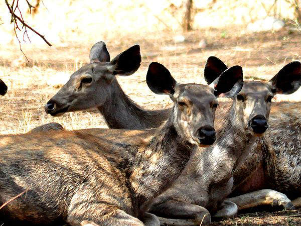 सरिस्का बाघ अभ्यारण्य में आप क्या-क्या देख सकते हैं?