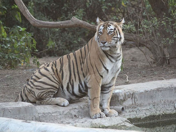 सरिस्का बाघ अभ्यारण्य में आप क्या-क्या देख सकते हैं?