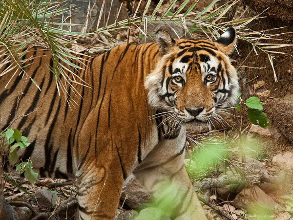 सरिस्का बाघ अभ्यारण्य में वन्यजीव सफ़ारी