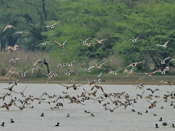 सुल्तानपुर राष्ट्रीय उद्यान के पक्षी