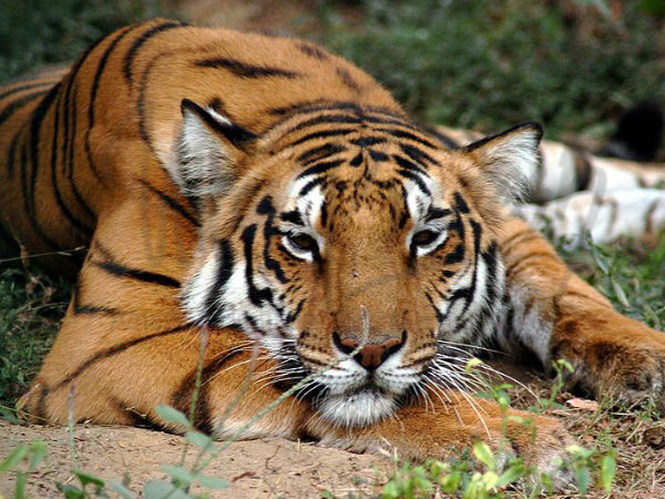 Dudhwa National Park Dudhwa National Park