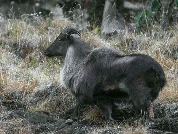 Kedarnath Wildlife Sanctuary Kedarnath Wildlife Sanctuary