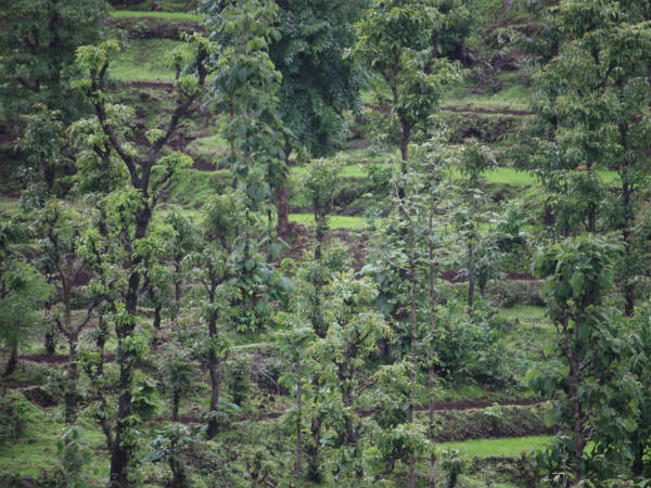 दापोली में और उसके आसपास बसे पर्यटक स्थल