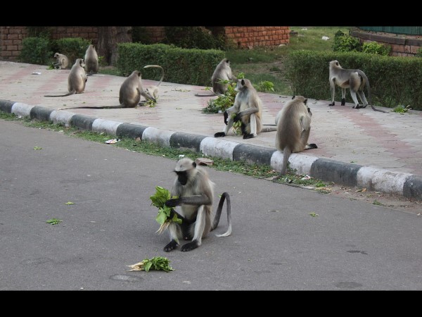 परित्यक्त विरासत