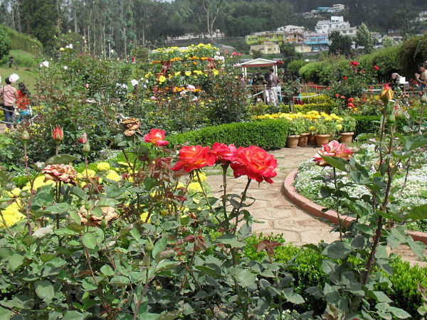Government Rose Garden, Ooty Government Rose Garden, Ooty
