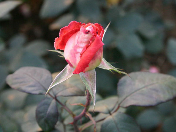 Zakir Hussain Rose Garden Zakir Hussain Rose Garden