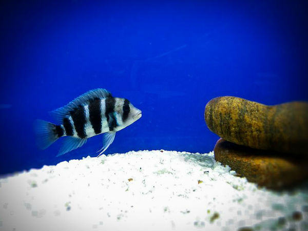 Most Famous Aquariums in India Most Famous Aquariums in India