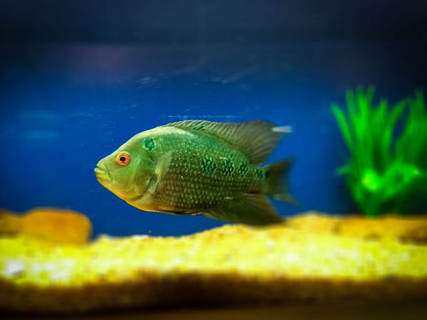 Most Famous Aquariums in India Most Famous Aquariums in India