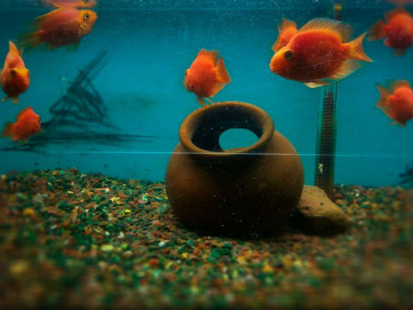 Most Famous Aquariums in India Most Famous Aquariums in India