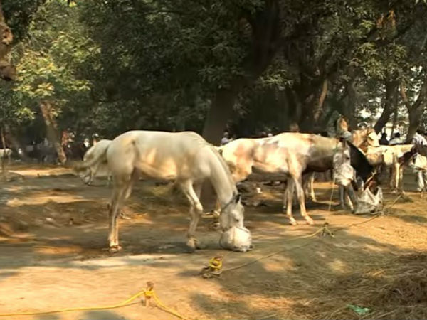 Sonepur Cattle Fair Sonepur Cattle Fair