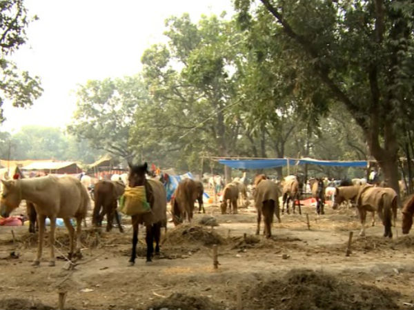 Sonepur Cattle Fair Sonepur Cattle Fair