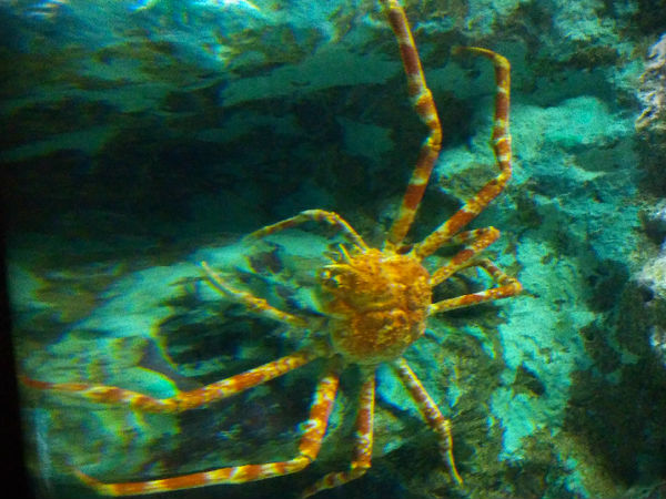Most Famous Aquariums in India Most Famous Aquariums in India