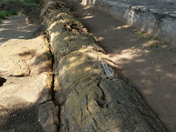 National Fossil Wood Park National Fossil Wood Park