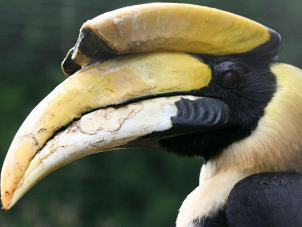 Hornbill Fest Hornbill Fest