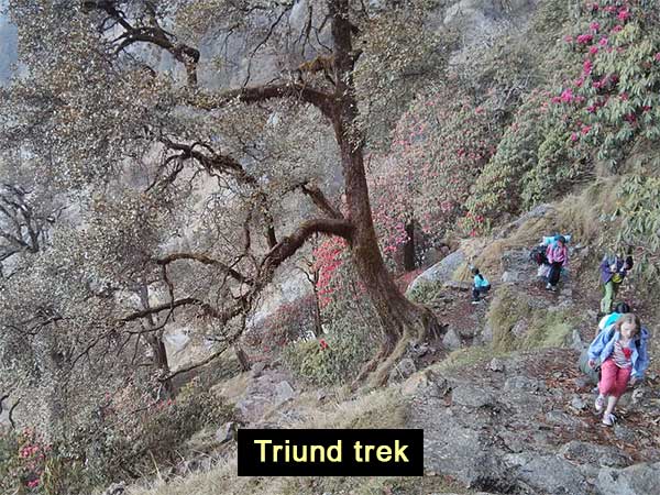 Triund trek Triund trek