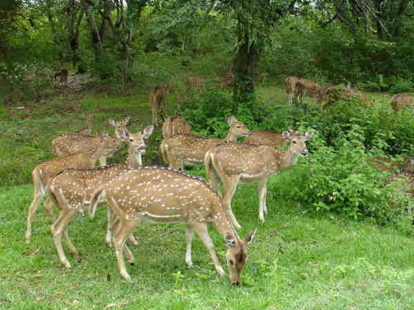 माउंट आबू वन्यजीव अभ्यारण्य