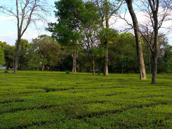 places to see in palampur places to see in palampur