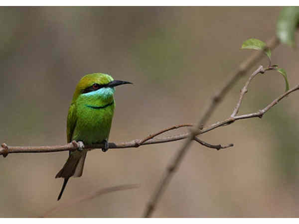 मयनी बर्ड अभयारण्य