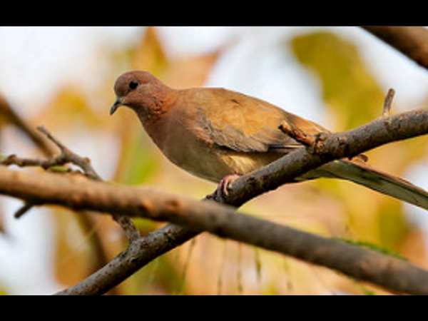 keoladeo-national-park travel guide keoladeo-national-park travel guide