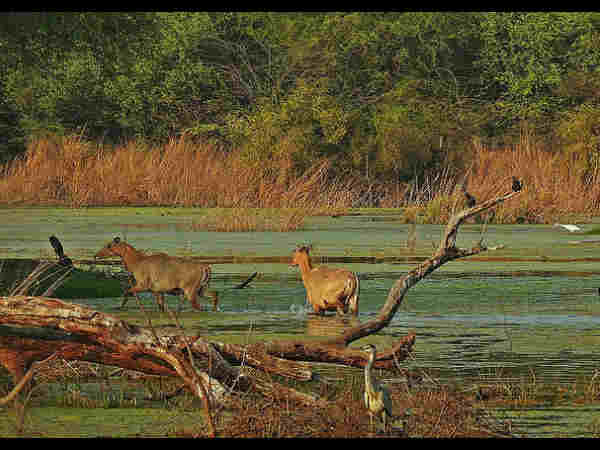 keoladeo-national-park travel guide keoladeo-national-park travel guide