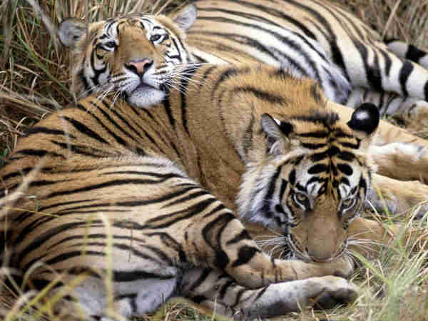 Valmiki National Park travel guide Valmiki National Park travel guide