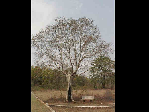 घुघुवा फॉसिल पार्क