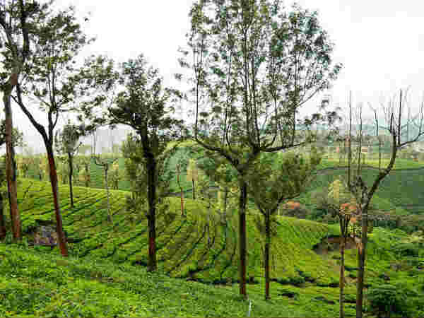 मुन्नार