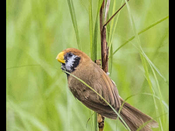 मानस जीव अभयारण्य