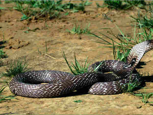 फरसाबहार इलाका नागलोक