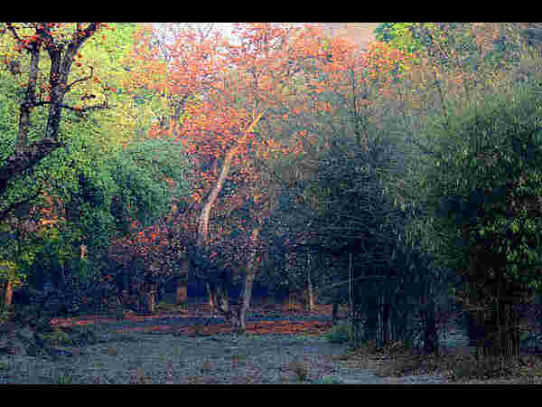 बांधवगढ़ राष्ट्रीय उद्यान