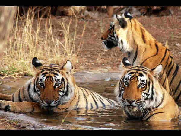 कान्हा राष्ट्रीय उद्यान