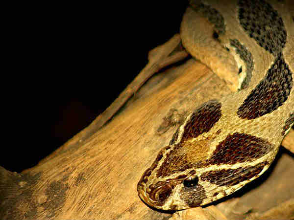 बान्नेरघाटा स्नेक पार्क, बेंगलूरु