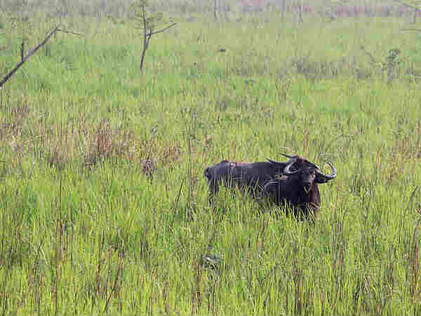 मानस नेशनल पार्क