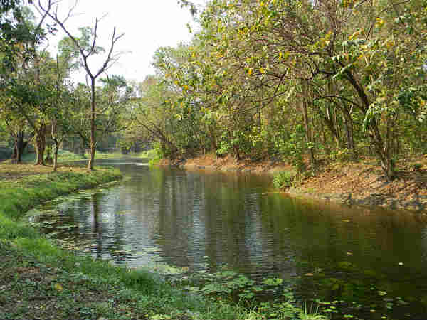 इंडियन बोटेनिकल गार्डन, कोलकाता