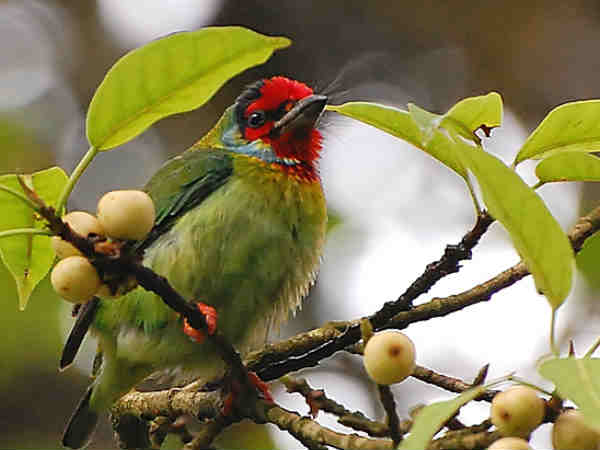 मंजेहल्ली