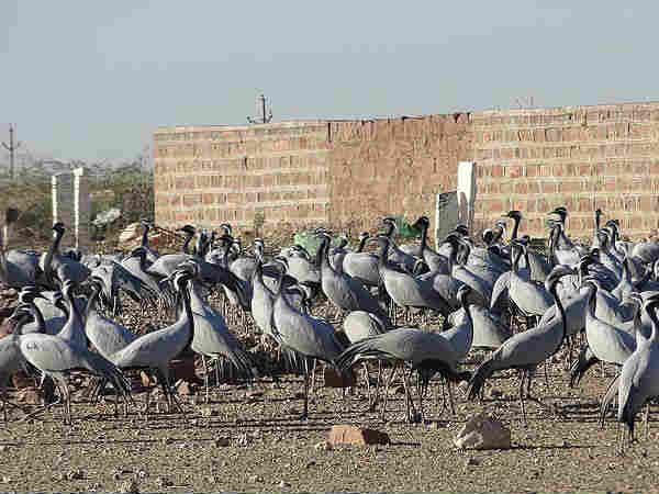 बर्डवाचिंग का ले मजा
