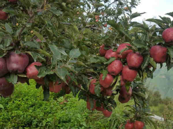 अमेरिकी सेब का बगीचा