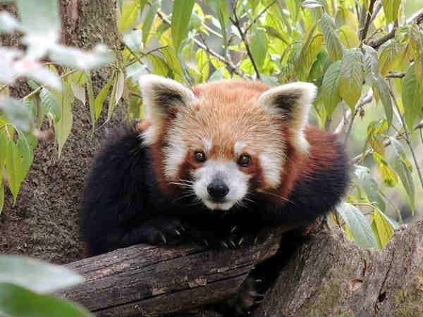 Padmaja Naidu Himalayan Zoological Park Padmaja Naidu Himalayan Zoological Park