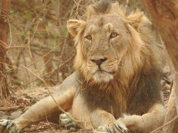गिर राष्ट्रीय उद्यान, गुजरात
