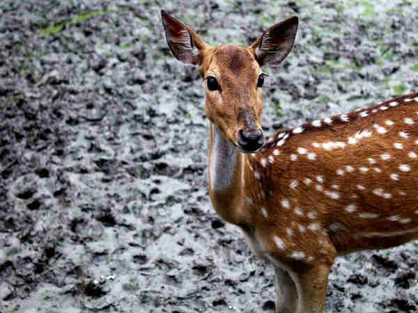 सुंदरबन राष्ट्रीय उद्यान, पश्चिम बंगाल