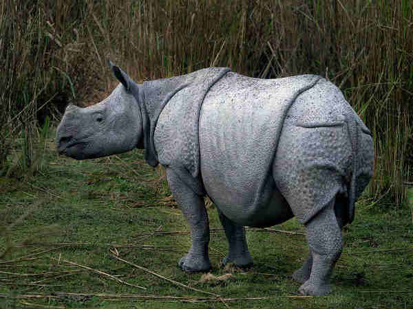 काजीरंगा नेशनल पार्क,असम